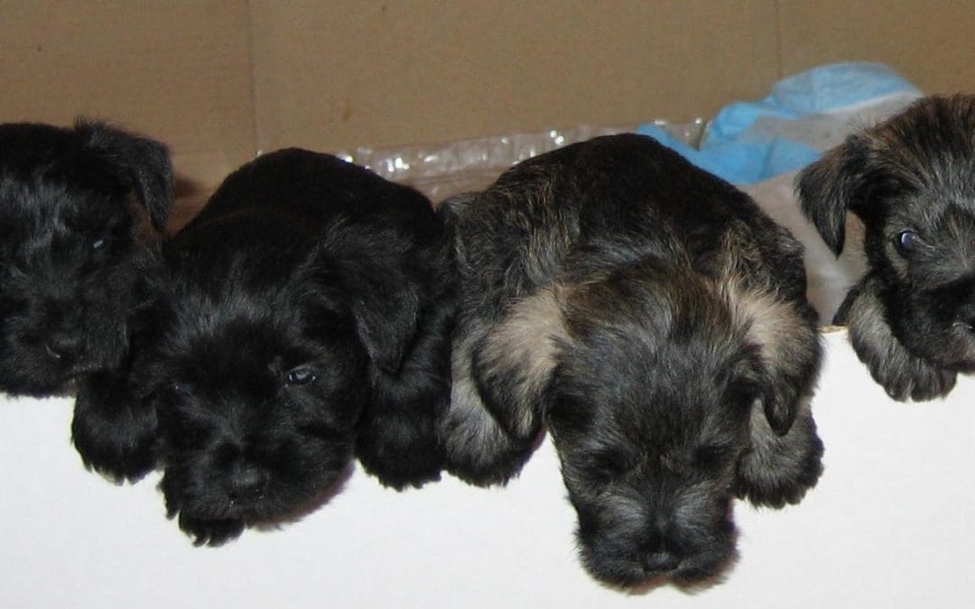Puppies at play